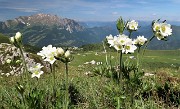 30 Il Barbesino, autentico giardino...